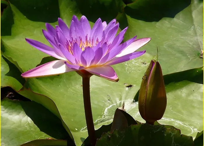 Zamor House Dom wakacyjny *